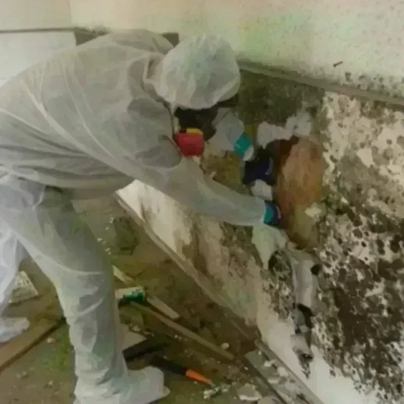 Mold Remediation and Removal in East Richmond Heights, CA